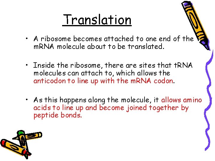 Translation • A ribosome becomes attached to one end of the m. RNA molecule