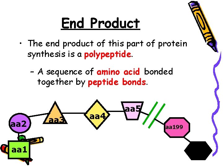 End Product • The end product of this part of protein synthesis is a