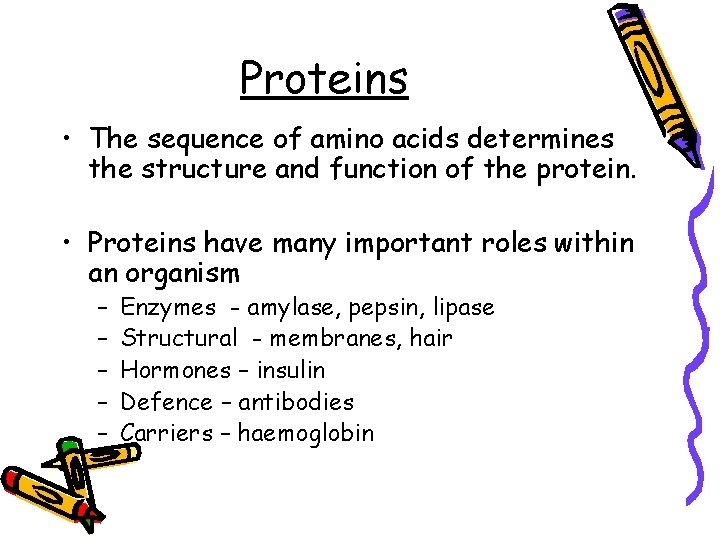 Proteins • The sequence of amino acids determines the structure and function of the