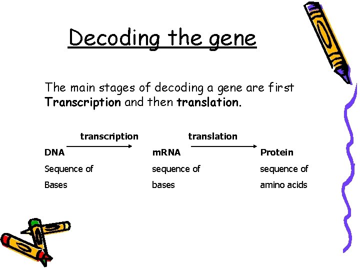 Decoding the gene The main stages of decoding a gene are first Transcription and