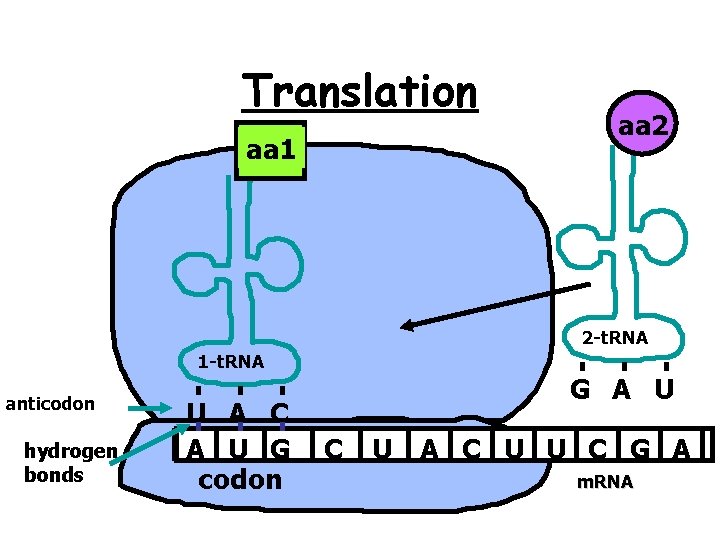 Translation aa 1 aa 2 2 -t. RNA 1 -t. RNA anticodon hydrogen bonds