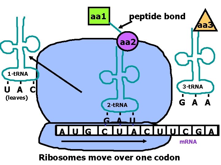 aa 1 peptide bond aa 3 aa 2 1 -t. RNA 3 -t. RNA