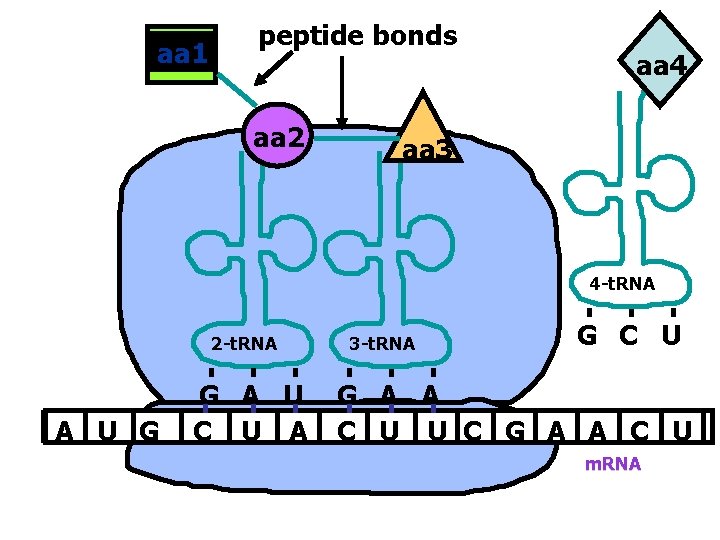 aa 1 peptide bonds aa 2 aa 4 aa 3 4 -t. RNA 2