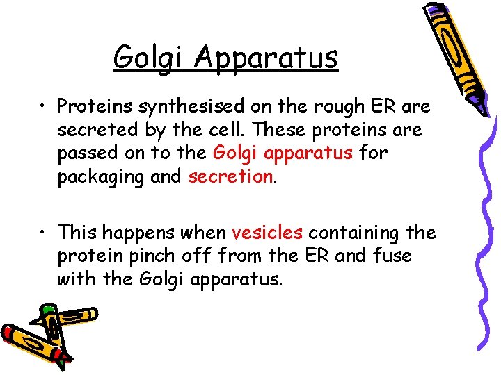 Golgi Apparatus • Proteins synthesised on the rough ER are secreted by the cell.
