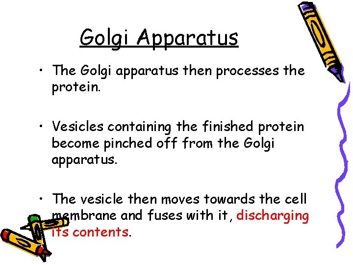 Golgi Apparatus • The Golgi apparatus then processes the protein. • Vesicles containing the