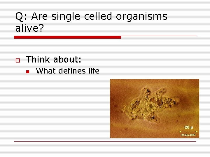 Q: Are single celled organisms alive? o Think about: n What defines life Q: Are single celled organisms alive? o Think about: n What defines life