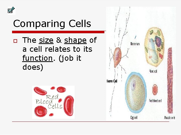 Comparing Cells o The size & shape of a cell relates to its function. Comparing Cells o The size & shape of a cell relates to its function.