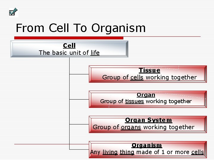 From Cell To Organism Cell The basic unit of life Tissue Group of cells From Cell To Organism Cell The basic unit of life Tissue Group of cells