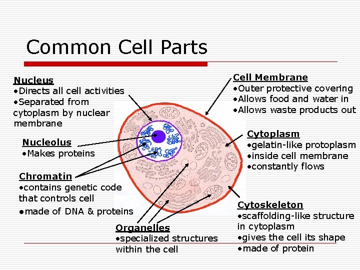 Common Cell Parts Nucleus • Directs all cell activities • Separated from cytoplasm by Common Cell Parts Nucleus • Directs all cell activities • Separated from cytoplasm by