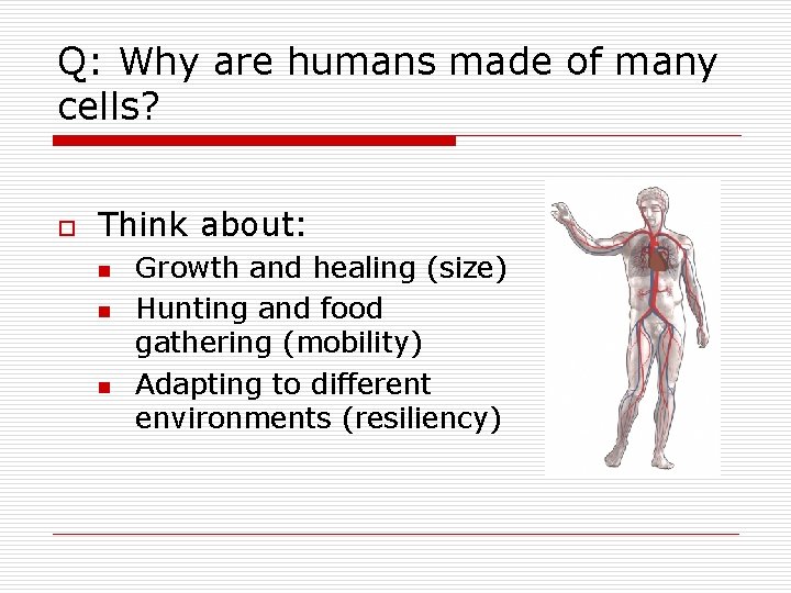 Q: Why are humans made of many cells? o Think about: n n n Q: Why are humans made of many cells? o Think about: n n n
