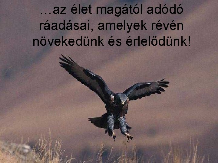 …az élet magától adódó ráadásai, amelyek révén növekedünk és érlelődünk! 