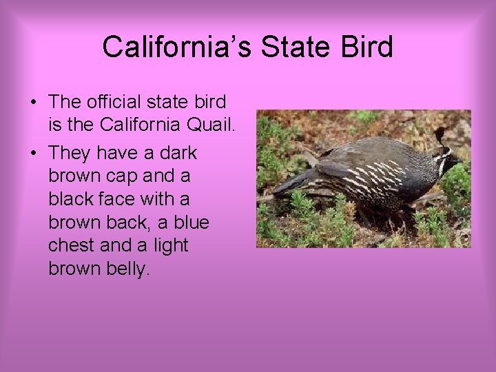 California’s State Bird • The official state bird is the California Quail. • They