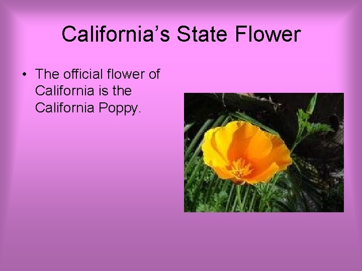 California’s State Flower • The official flower of California is the California Poppy. 