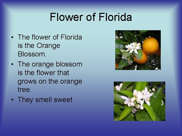 Flower of Florida • The flower of Florida is the Orange Blossom. • The