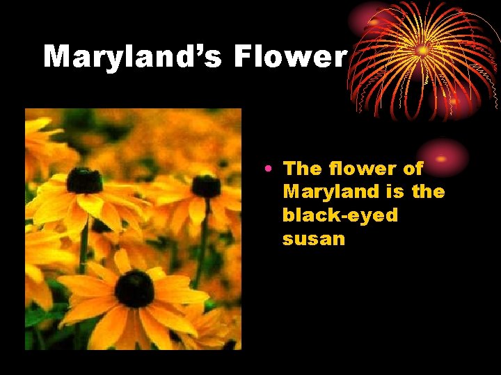 Maryland’s Flower • The flower of Maryland is the black-eyed susan 