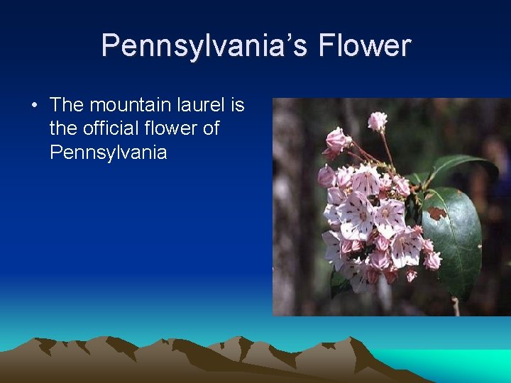 Pennsylvania’s Flower • The mountain laurel is the official flower of Pennsylvania 