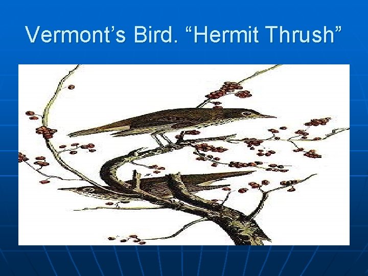 Vermont’s Bird. “Hermit Thrush” 