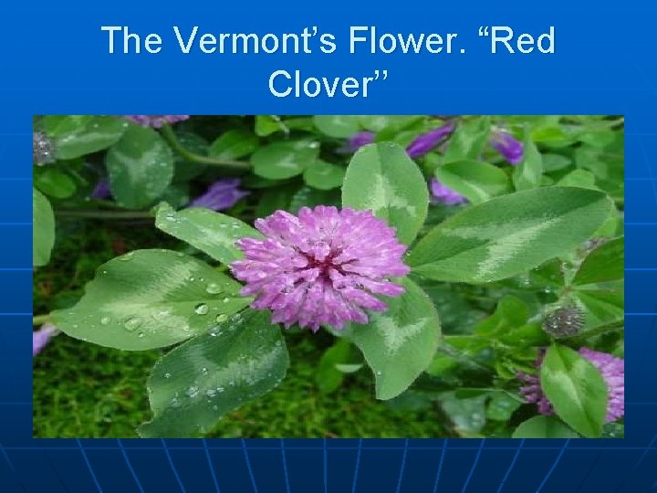 The Vermont’s Flower. “Red Clover’’ 