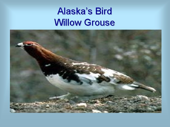 Alaska’s Bird Willow Grouse 