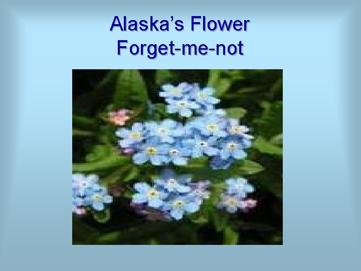 Alaska’s Flower Forget-me-not 