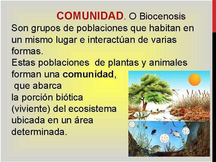 COMUNIDAD. O Biocenosis Son grupos de poblaciones que habitan en un mismo lugar e