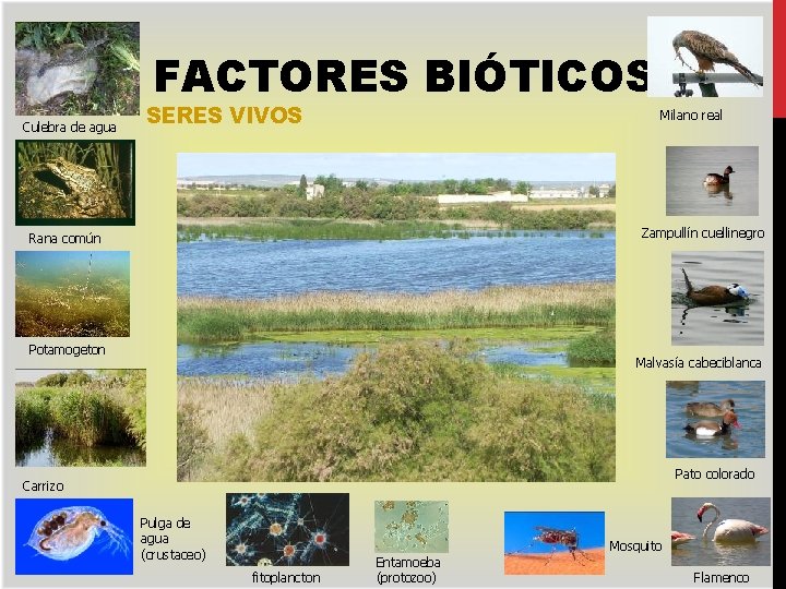 FACTORES BIÓTICOS Culebra de agua SERES VIVOS Milano real Zampullín cuellinegro Rana común Potamogeton