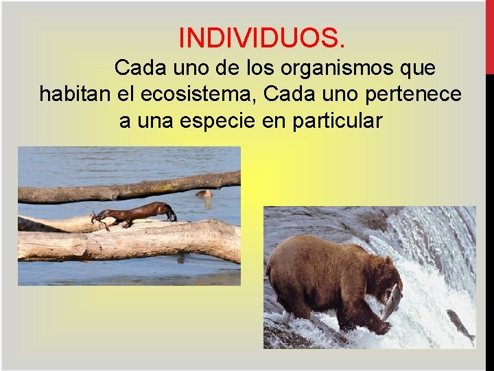 INDIVIDUOS. Cada uno de los organismos que habitan el ecosistema, Cada uno pertenece a