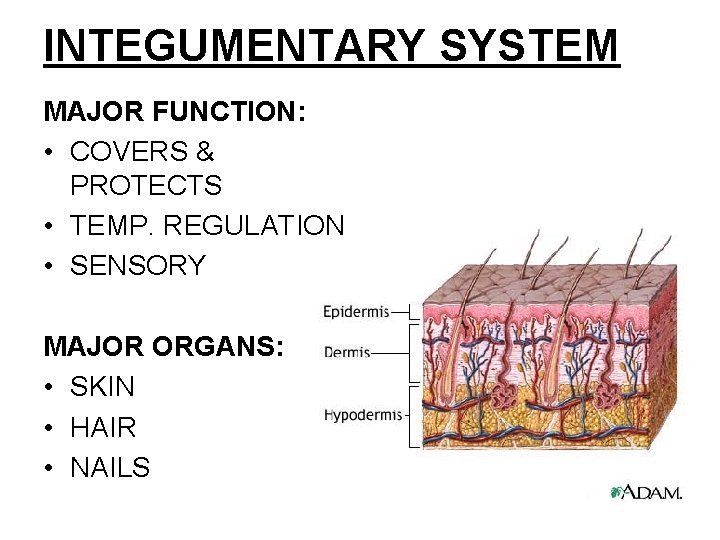 INTEGUMENTARY SYSTEM MAJOR FUNCTION: • COVERS & PROTECTS • TEMP. REGULATION • SENSORY MAJOR