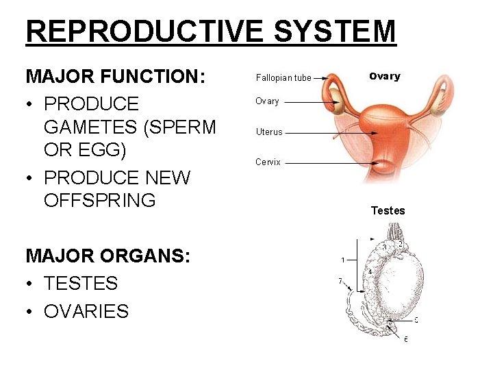 REPRODUCTIVE SYSTEM MAJOR FUNCTION: • PRODUCE GAMETES (SPERM OR EGG) • PRODUCE NEW OFFSPRING