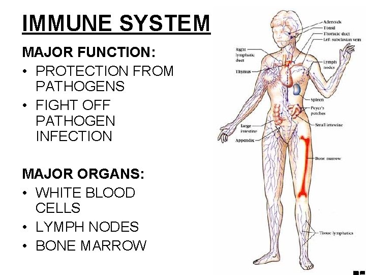 IMMUNE SYSTEM MAJOR FUNCTION: • PROTECTION FROM PATHOGENS • FIGHT OFF PATHOGEN INFECTION MAJOR