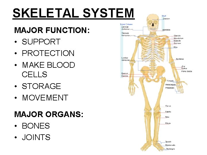 SKELETAL SYSTEM MAJOR FUNCTION: • SUPPORT • PROTECTION • MAKE BLOOD CELLS • STORAGE