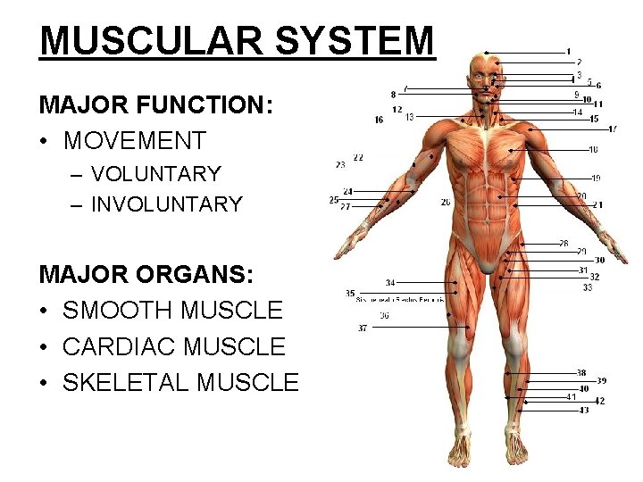 MUSCULAR SYSTEM MAJOR FUNCTION: • MOVEMENT – VOLUNTARY – INVOLUNTARY MAJOR ORGANS: • SMOOTH
