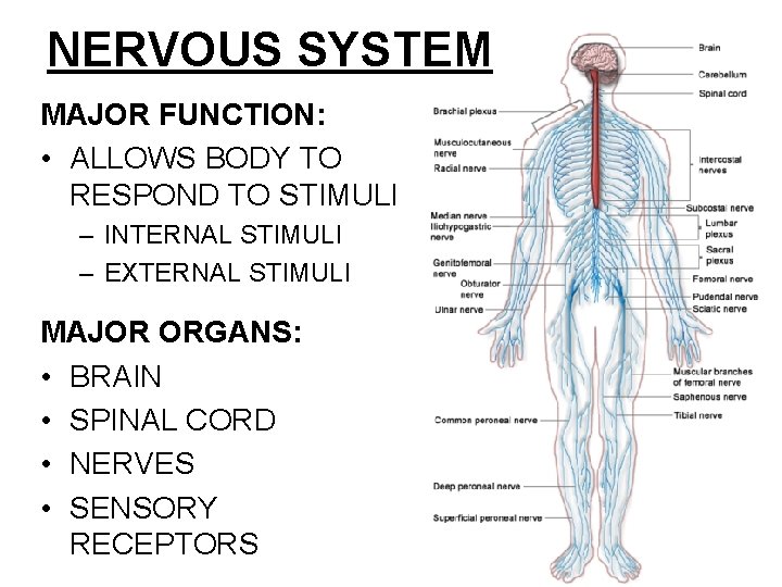 NERVOUS SYSTEM MAJOR FUNCTION: • ALLOWS BODY TO RESPOND TO STIMULI – INTERNAL STIMULI