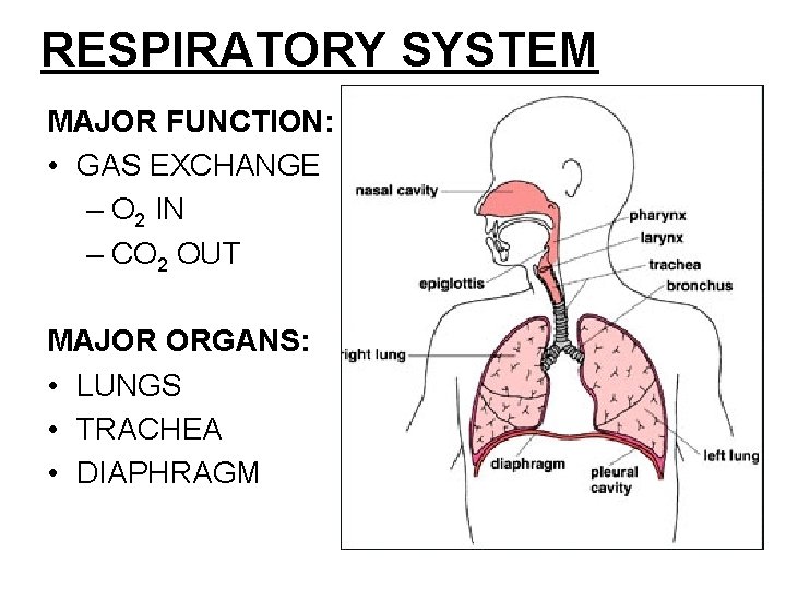 RESPIRATORY SYSTEM MAJOR FUNCTION: • GAS EXCHANGE – O 2 IN – CO 2