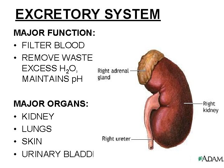EXCRETORY SYSTEM MAJOR FUNCTION: • FILTER BLOOD • REMOVE WASTE, EXCESS H 2 O,