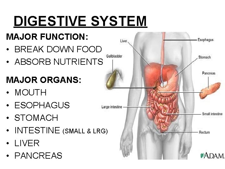 DIGESTIVE SYSTEM MAJOR FUNCTION: • BREAK DOWN FOOD • ABSORB NUTRIENTS MAJOR ORGANS: •