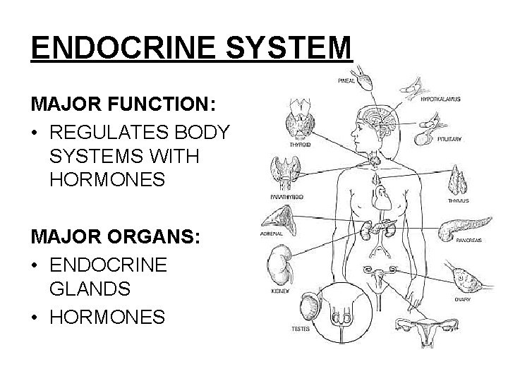 ENDOCRINE SYSTEM MAJOR FUNCTION: • REGULATES BODY SYSTEMS WITH HORMONES MAJOR ORGANS: • ENDOCRINE