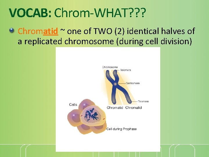 VOCAB: Chrom-WHAT? ? ? Chromatid ~ one of TWO (2) identical halves of a