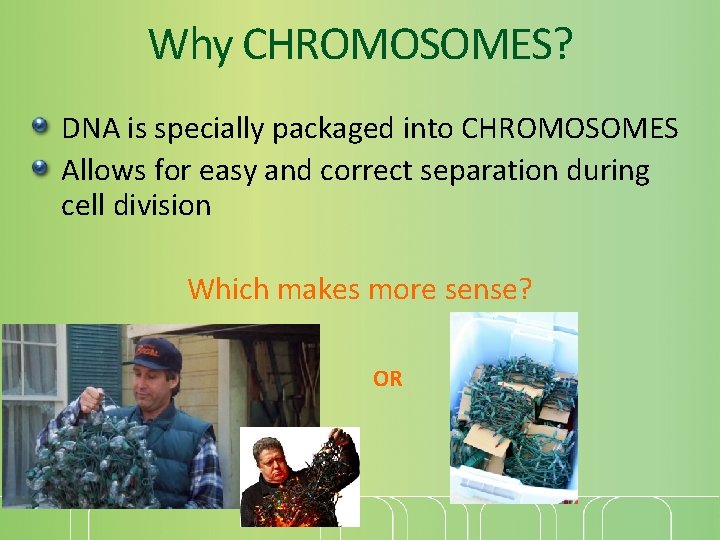 Why CHROMOSOMES? DNA is specially packaged into CHROMOSOMES Allows for easy and correct separation