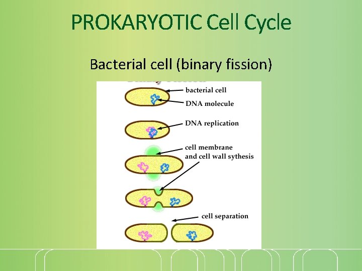 PROKARYOTIC Cell Cycle Bacterial cell (binary fission) 