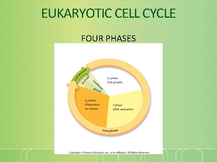 EUKARYOTIC CELL CYCLE FOUR PHASES 