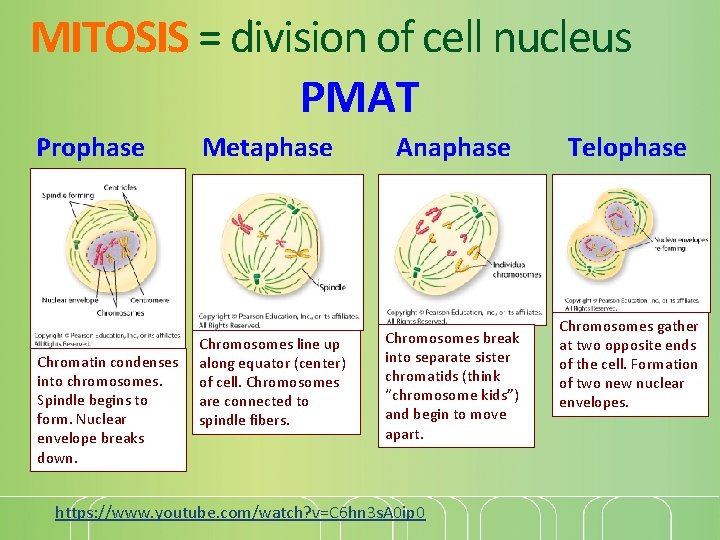 MITOSIS = division of cell nucleus PMAT Prophase Chromatin condenses into chromosomes. Spindle begins