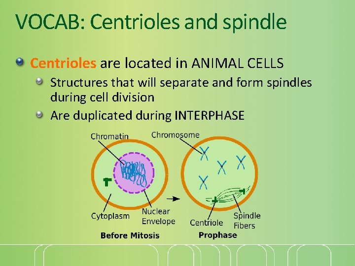 VOCAB: Centrioles and spindle Centrioles are located in ANIMAL CELLS Structures that will separate