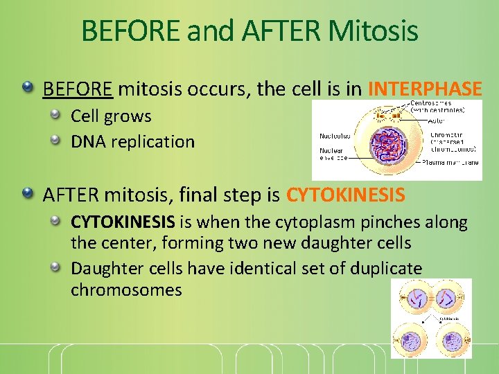 BEFORE and AFTER Mitosis BEFORE mitosis occurs, the cell is in INTERPHASE Cell grows