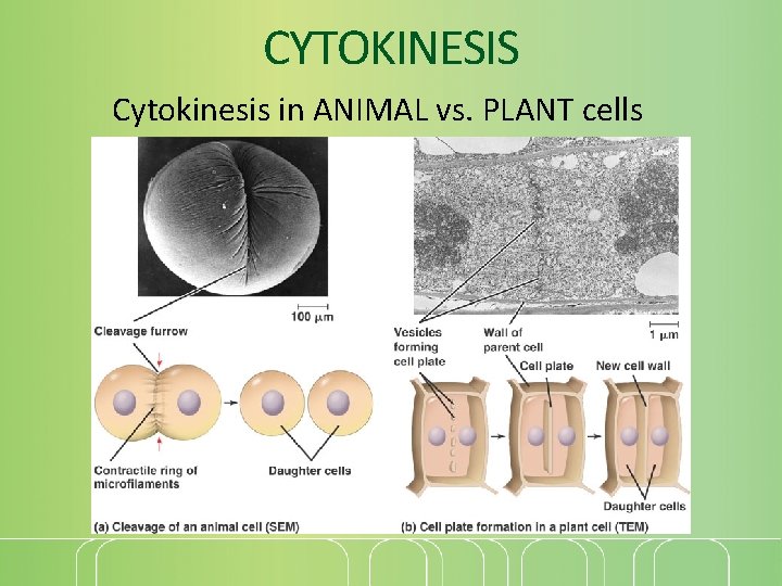 CYTOKINESIS Cytokinesis in ANIMAL vs. PLANT cells 