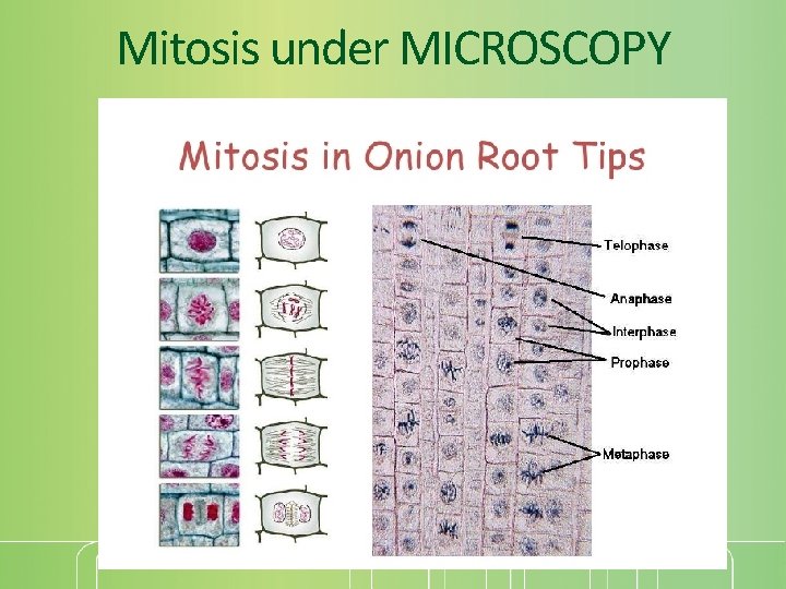 Mitosis under MICROSCOPY 