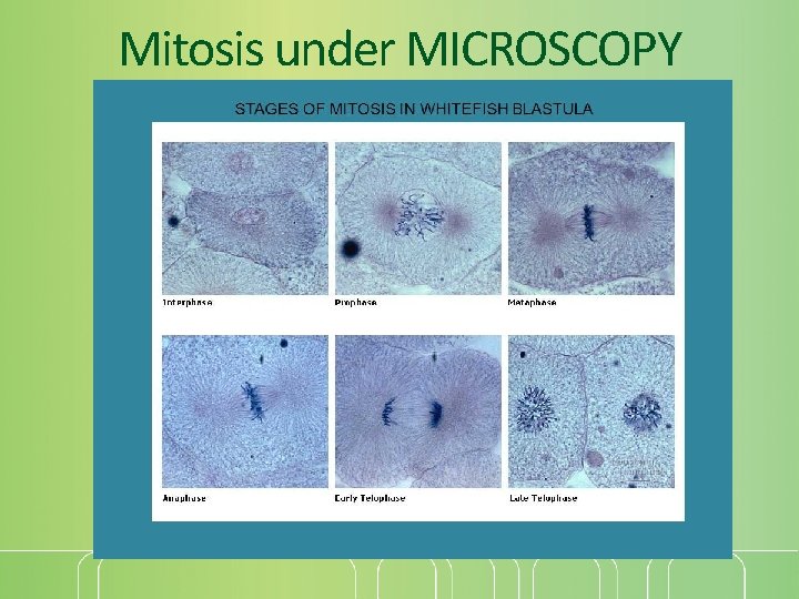 Mitosis under MICROSCOPY 