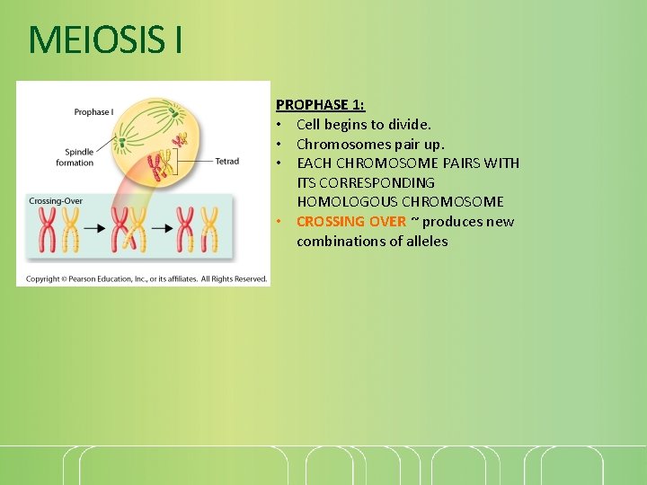 MEIOSIS I PROPHASE 1: • Cell begins to divide. • Chromosomes pair up. •