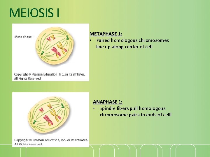 MEIOSIS I METAPHASE 1: • Paired homologous chromosomes line up along center of cell