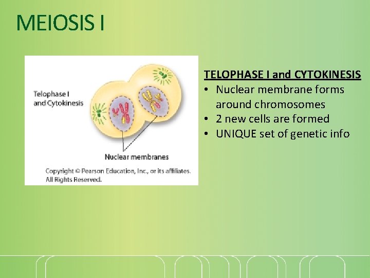 MEIOSIS I TELOPHASE I and CYTOKINESIS • Nuclear membrane forms around chromosomes • 2